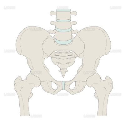 腰の骨 股関節 ｍサイズ Laiman Stockweb メディカルイラスト素材のダウンロード販売