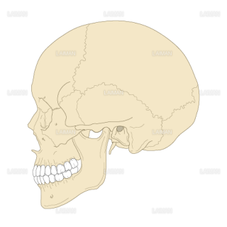 頭蓋骨（側面）（Ｍサイズ）