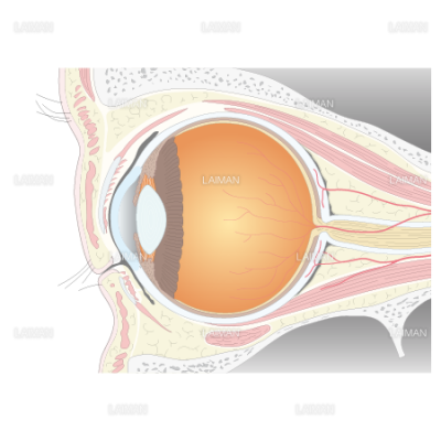 眼球の断面図 ｍサイズ Laiman Stockweb メディカルイラスト素材のダウンロード販売