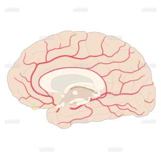 脳動脈の走行（内側面）（Ｍサイズ）