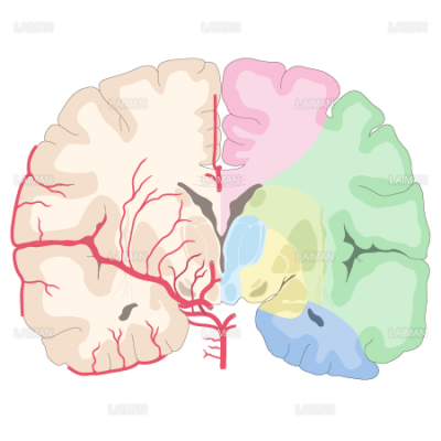 脳動脈の潅流領域 冠状断 ｍサイズ Laiman Stockweb メディカルイラスト素材のダウンロード販売