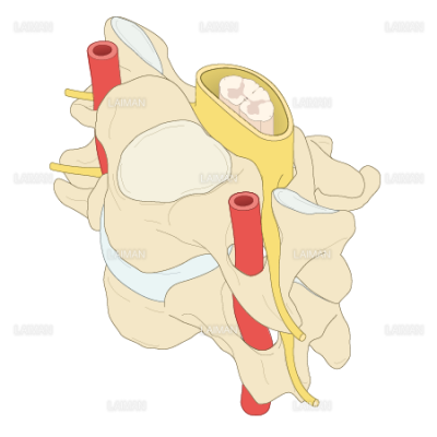 脊髄と脊椎の構造 ｍサイズ Laiman Stockweb メディカルイラスト素材のダウンロード販売