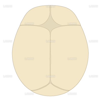 新生児の頭蓋骨 ｍサイズ Laiman Stockweb メディカルイラスト素材のダウンロード販売