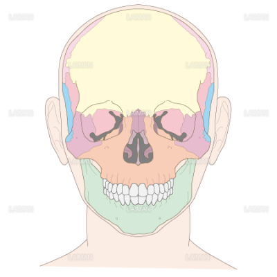 頭蓋骨正面 ｍサイズ Laiman Stockweb メディカルイラスト素材のダウンロード販売
