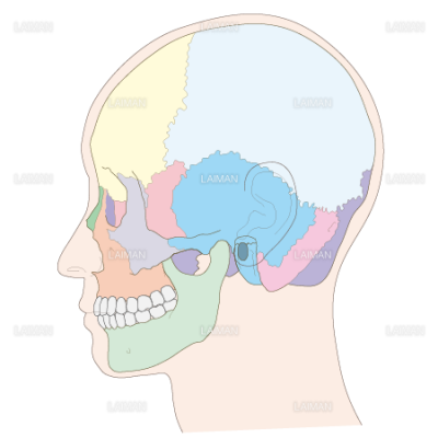 頭蓋骨側面 ｍサイズ Laiman Stockweb メディカルイラスト素材のダウンロード販売