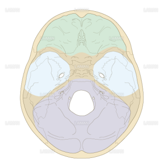 頭蓋底の構造（Ｍサイズ）