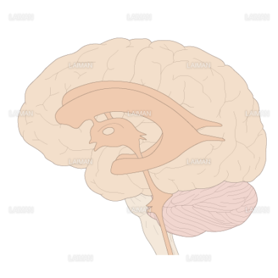 脳室の構造 ｍサイズ Laiman Stockweb メディカルイラスト素材のダウンロード販売
