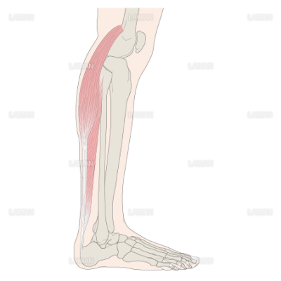 下腿の筋 アキレス腱 Sサイズ Laiman Stockweb メディカルイラスト素材のダウンロード販売