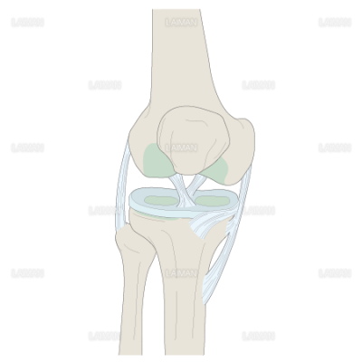 関節の構造 膝関節 Sサイズ Laiman Stockweb メディカルイラスト素材のダウンロード販売