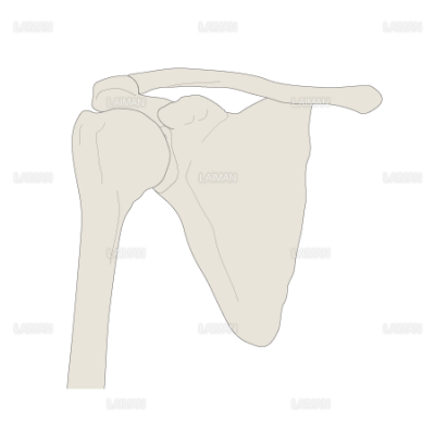 肩の骨 肩関節 Sサイズ Laiman Stockweb メディカルイラスト素材のダウンロード販売