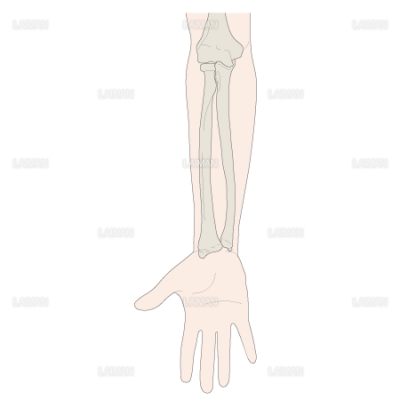 前腕の骨 橈尺関節 Sサイズ Laiman Stockweb メディカルイラスト素材のダウンロード販売