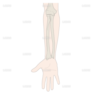 前腕の骨（橈尺関節）（Sサイズ）
