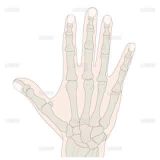 手の骨（母指手根中手関節）（Sサイズ）