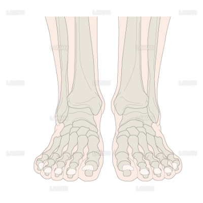 足の骨 足関節 Sサイズ Laiman Stockweb メディカルイラスト素材のダウンロード販売