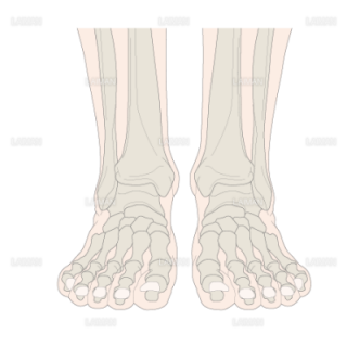 足の骨（足関節）（Sサイズ）