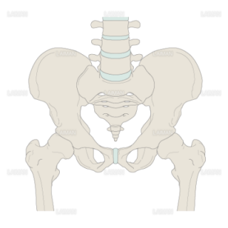 腰の骨（股関節）（Sサイズ）