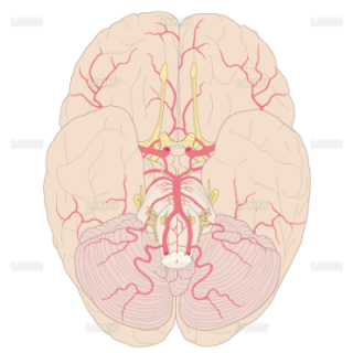 脳底面の動脈分布（Sサイズ）