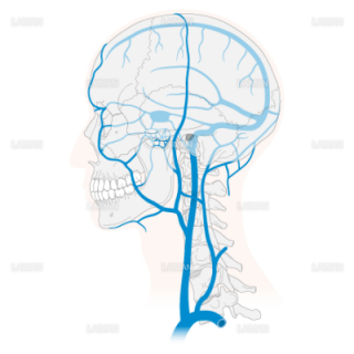 頸部から脳の静脈分布（Sサイズ）