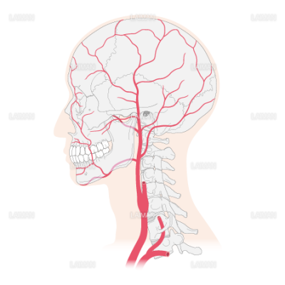 頭部の動脈 おもに外頚動脈 Sサイズ Laiman Stockweb メディカルイラスト素材のダウンロード販売