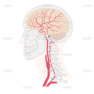 内頚動脈系・椎骨動脈系の走行（Sサイズ）