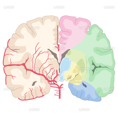 脳動脈の潅流領域 冠状断 Sサイズ Laiman Stockweb メディカルイラスト素材のダウンロード販売