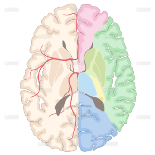 脳動脈の潅流領域（水平断）（Sサイズ）