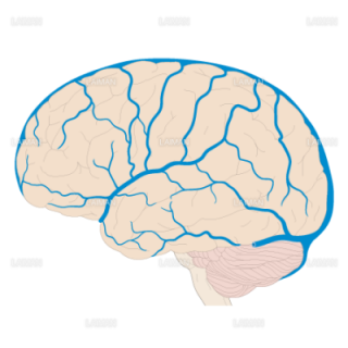 脳静脈の走行（外側面）（Sサイズ）