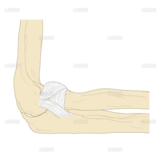 肘関節の靭帯（外側）（Sサイズ）