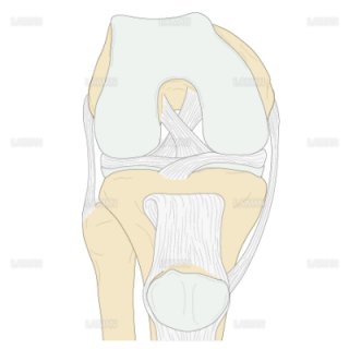 膝関節の靭帯（Sサイズ）