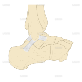 足関節の外側靭帯（Sサイズ）