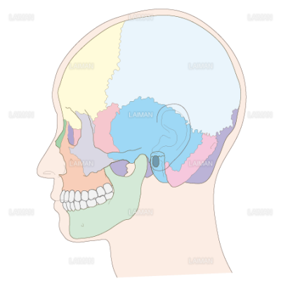 頭蓋骨側面 Sサイズ Laiman Stockweb メディカルイラスト素材のダウンロード販売