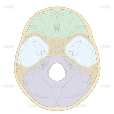 頭蓋底の構造 Sサイズ Laiman Stockweb メディカルイラスト素材のダウンロード販売