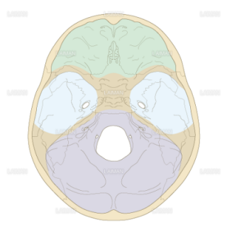 頭蓋底の構造（Sサイズ）