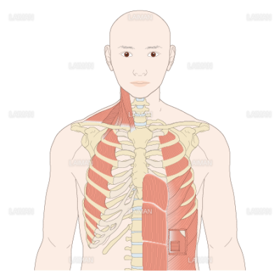 呼吸筋 前面 Sサイズ Laiman Stockweb メディカルイラスト素材のダウンロード販売