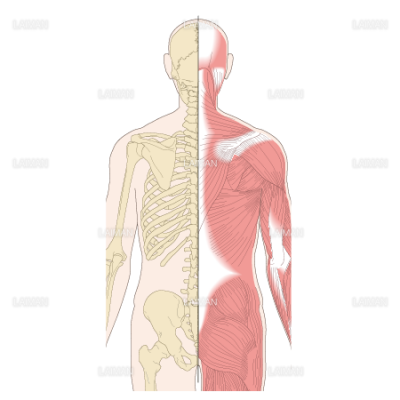 肩甲骨の位置と周囲の筋 Sサイズ Laiman Stockweb メディカルイラスト素材のダウンロード販売