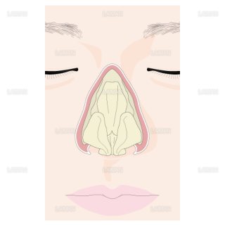 鼻を構成する鼻軟骨（Sサイズ）