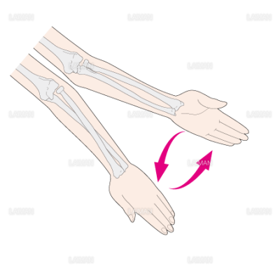 前腕の回外 回内 Sサイズ Laiman Stockweb メディカルイラスト素材のダウンロード販売 前腕の回外 回内 Sサイズ Laiman Stockweb メディカルイラスト素材のダウンロード販売
