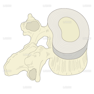 腰椎の構造（椎間板と椎間関節）（Sサイズ）