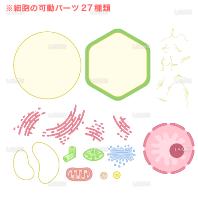 細胞パーツセット 動物細胞 植物細胞 Mサイズ パーツのみ Laiman Stockweb メディカルイラスト素材のダウンロード販売