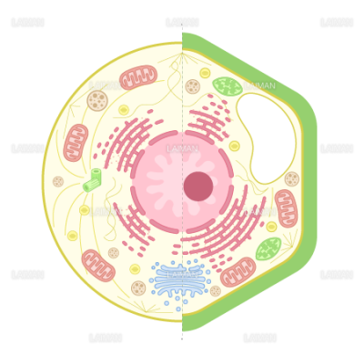 動物細胞と植物細胞 ｍサイズ Laiman Stockweb メディカルイラスト素材のダウンロード販売