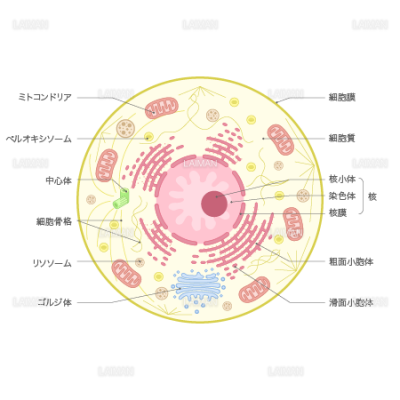 動物細胞 文字あり Sサイズ Laiman Stockweb メディカルイラスト素材のダウンロード販売