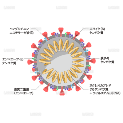 新型コロナウイルス Sars Cov 2 の構造 断面 文字あり ｍサイズ Laiman Stockweb メディカルイラスト 素材のダウンロード販売