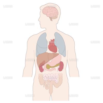 全身の臓器 ｍサイズ Laiman Stockweb メディカルイラスト素材のダウンロード販売