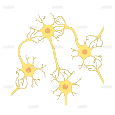 ニューロンの連絡 ｍサイズ Laiman Stockweb メディカルイラスト素材のダウンロード販売