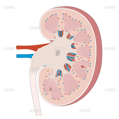 腎臓の構造 ｍサイズ Laiman Stockweb メディカルイラスト素材のダウンロード販売