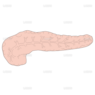 膵臓 mサイズ Laiman Stockweb メディカルイラスト素材のダウンロード販売 膵臓 mサイズ Laiman Stockweb メディカルイラスト素材のダウンロード販売