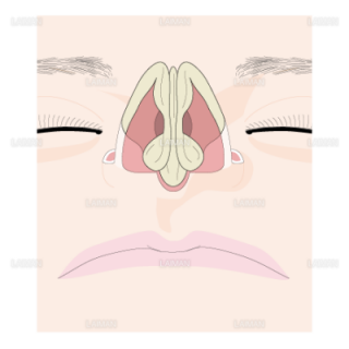 鼻を構成する鼻軟骨（Ｍサイズ）