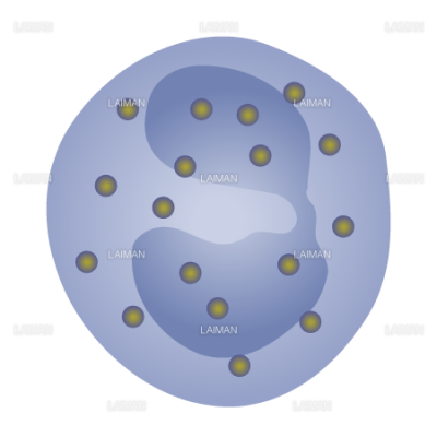 血液細胞 好酸球 ｍサイズ Laiman Stockweb メディカルイラスト素材のダウンロード販売