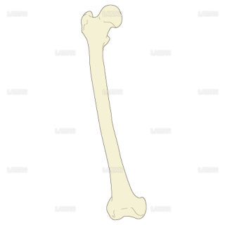大腿骨（Ｍサイズ）
