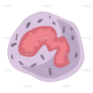 血液細胞（好酸球）（Ｍサイズ）